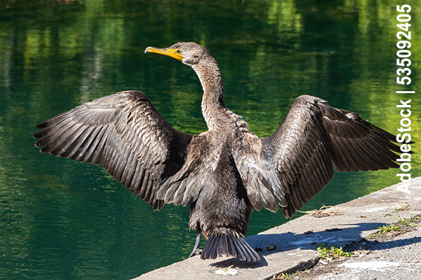 Der Kormoran (Nannopterum auritus)